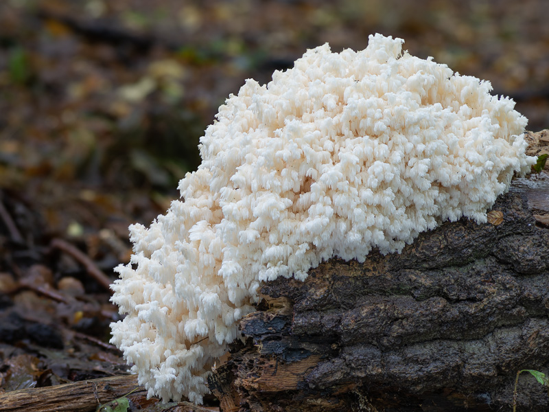 Hericium coralloides